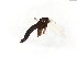  ( - TSZD-JKJ-104018)  @11 [ ] CreativeCommons - Attribution Non-Commercial Share-Alike (2017) Unspecified Tromsø University Museum