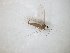  (Camptomyia corticalis - TSZD-JKJ-104253)  @11 [ ] CreativeCommons - Attribution Non-Commercial Share-Alike (2018) Unspecified Tromsø University Museum