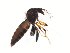  ( - TSZD-JKJ-104344)  @13 [ ] CreativeCommons - Attribution Non-Commercial Share-Alike (2018) Unspecified Tromsø University Museum