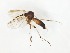  (Phronia mutila - TSZD-JKJ-104345)  @13 [ ] CreativeCommons - Attribution Non-Commercial Share-Alike (2018) Unspecified Tromsø University Museum