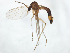 (Trichonta tristis - TSZD-JKJ-104347)  @11 [ ] CreativeCommons - Attribution Non-Commercial Share-Alike (2018) Unspecified Tromsø University Museum