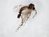  (Trichonta JKJ-spD - TSZD-JKJ-104411)  @11 [ ] CreativeCommons - Attribution Non-Commercial Share-Alike (2018) Unspecified Tromsø University Museum