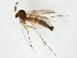  (Trichonta raymondgagnei - TSZD-JKJ-104706)  @13 [ ] CreativeCommons - Attribution Non-Commercial Share-Alike (2018) Unspecified Tromsø University Museum