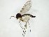 (Boletina nasuta - TSZD-JKJ-104723)  @11 [ ] CreativeCommons - Attribution Non-Commercial Share-Alike (2018) Unspecified Tromsø University Museum