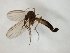 (Trichonta clavigera - TSZD-JKJ-104747)  @11 [ ] CreativeCommons - Attribution Non-Commercial Share-Alike (2018) Unspecified Tromsø University Museum