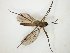  (Palaeodocosia alpicola - TSZD-JKJ-104749)  @11 [ ] CreativeCommons - Attribution Non-Commercial Share-Alike (2018) Unspecified Tromsø University Museum