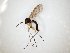  (Boletina norokorpii - TSZD-JKJ-104758)  @11 [ ] CreativeCommons - Attribution Non-Commercial Share-Alike (2018) Unspecified Tromsø University Museum