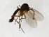  (Sciophila subbicuspidata - TSZD-JKJ-104781)  @11 [ ] CreativeCommons - Attribution Non-Commercial Share-Alike (2018) Unspecified Tromsø University Museum