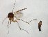  (Phronia avidoides - TSZD-JKJ-104793)  @11 [ ] CreativeCommons - Attribution Non-Commercial Share-Alike (2018) Unspecified Tromsø University Museum