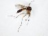  (Brevicornu rosmellitum - TSZD-JKJ-104996)  @11 [ ] CreativeCommons - Attribution Non-Commercial Share-Alike (2018) Unspecified Tromsø University Museum