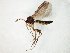  (Syntemna morosa - TSZD-JKJ-105037)  @11 [ ] CreativeCommons - Attribution Non-Commercial Share-Alike (2018) Unspecified Tromsø University Museum