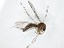  (Trichonta excisa - TSZD-JKJ-105058)  @11 [ ] CreativeCommons - Attribution Non-Commercial Share-Alike (2018) Unspecified Tromsø University Museum