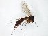  (Exechia JKJ-spA - TSZD-JKJ-105105)  @13 [ ] CreativeCommons - Attribution Non-Commercial Share-Alike (2019) Unspecified Tromsø University Museum