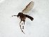  (Ectrepesthoneura bucera - TSZD-JKJ-105344)  @11 [ ] CreativeCommons - Attribution Non-Commercial Share-Alike (2019) Unspecified Tromsø University Museum