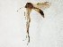  (Brevicornu fissicauda_JKJ-02 - TSZD-JKJ-105371)  @11 [ ] CreativeCommons - Attribution Non-Commercial Share-Alike (2019) Unspecified Tromsø University Museum