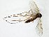  (Brevicornu JKJ-spI - TSZD-JKJ-105373)  @11 [ ] CreativeCommons - Attribution Non-Commercial Share-Alike (2019) Unspecified Tromsø University Museum