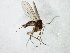  (Phronia JKJ-spH - TSZD-JKJ-105410)  @11 [ ] CreativeCommons - Attribution Non-Commercial Share-Alike (2019) Unspecified Tromsø University Museum