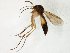  (Brevicornu JKJ-spF - TSZD-JKJ-106556)  @13 [ ] CreativeCommons - Attribution Non-Commercial Share-Alike (2019) Unspecified Tromsø University Museum