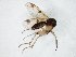  (Mycetophila JKJ-spL - TSZD-JKJ-106567)  @12 [ ] CreativeCommons - Attribution Non-Commercial Share-Alike (2019) Unspecified Tromsø University Museum