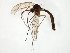  ( - TSZD-JKJ-106634)  @11 [ ] CreativeCommons - Attribution Non-Commercial Share-Alike (2019) Unspecified Tromsø University Museum