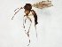  (Phronia mutabilis - TSZD-JKJ-106640)  @14 [ ] CreativeCommons - Attribution Non-Commercial Share-Alike (2019) Unspecified Tromsø University Museum