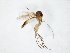 (Brevicornu radiatum - TSZD-JKJ-106663)  @11 [ ] CreativeCommons - Attribution Non-Commercial Share-Alike (2019) Unspecified Tromsø University Museum