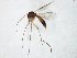  (Brevicornu kingi - TSZD-JKJ-106666)  @13 [ ] CreativeCommons - Attribution Non-Commercial Share-Alike (2019) Unspecified Tromsø University Museum