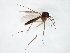 ( - TSZD-JKJ-106669)  @11 [ ] CreativeCommons - Attribution Non-Commercial Share-Alike (2019) Unspecified Tromsø University Museum