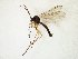  (Boletina takagii - TSZD-JKJ-107514)  @13 [ ] CreativeCommons - Attribution Non-Commercial Share-Alike (2019) Unspecified Tromsø University Museum