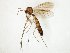  (Pseudorymosia fovea_JKJ-02 - TSZD-JKJ-107569)  @11 [ ] CreativeCommons - Attribution Non-Commercial Share-Alike (2019) Unspecified Tromsø University Museum