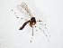  (Phronia gracilis - TSZD-JKJ-107613)  @13 [ ] CreativeCommons - Attribution Non-Commercial Share-Alike (2019) Unspecified Tromsø University Museum