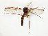  (Syntemna morosa_JKJ-02 - TSZD-JKJ-107797)  @11 [ ] CreativeCommons - Attribution Non-Commercial Share-Alike (2019) Unspecified Tromsø University Museum