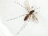  ( - TSZD-JKJ-107836)  @11 [ ] CreativeCommons - Attribution Non-Commercial Share-Alike (2019) Unspecified Tromsø University Museum