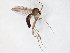  (Trichonta concinna - TSZD-JKJ-107840)  @14 [ ] CreativeCommons - Attribution Non-Commercial Share-Alike (2019) Unspecified Tromsø University Museum