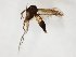  (Phronia longelamellata - TSZD-JKJ-107900)  @11 [ ] CreativeCommons - Attribution Non-Commercial Share-Alike (2019) Unspecified Tromsø University Museum
