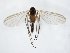 (Trichonta foeda - TSZD-JKJ-107955)  @11 [ ] CreativeCommons - Attribution Non-Commercial Share-Alike (2019) Unspecified Tromsø University Museum