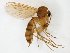  (Trichonta girschneri - TSZD-JKJ-108620)  @11 [ ] CreativeCommons - Attribution Non-Commercial Share-Alike (2020) Unspecified Tromsø University Museum