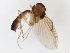  (Trichonta JKJ-spH - TSZD-JKJ-111136)  @11 [ ] by-nc-sa (2020) Unspecified Tromsø University Museum