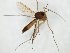  (Exechia seriata - TSZD-JKJ-111479)  @11 [ ] by-nc-sa (2020) Unspecified Tromsø University Museum