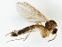  (Trichonta fragilis - TSZD-JKJ-111482)  @11 [ ] by-nc-sa (2020) Unspecified Tromsø University Museum
