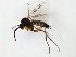  (Ectrepesthoneura nigra - TSZD-JKJ-111672)  @11 [ ] by-nc-sa (2021) Unspecified Tromsø University Museum