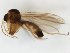  (Trichonta patens - TSZD-JKJ-111673)  @11 [ ] by-nc-sa (2021) Unspecified Tromsø University Museum