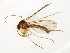  (Trichonta brigantia - TSZD-JKJ-111874)  @11 [ ] by-nc-sa (2021) Unspecified Tromsø University Museum