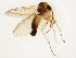  (Trichonta comis - TSZD-JKJ-112171)  @11 [ ] by-nc-sa (2021) Unspecified Tromsø University Museum