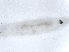  (Trichonta trifida - TSZD-JKJ-112285)  @11 [ ] by-nc-sa (2022) Unspecified Tromsø University Museum