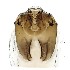  ( - TSZD-JKJ-112326)  @11 [ ] by-nc-sa (2022) Unspecified Tromsø University Museum