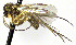  (Brevicornu amplum - TSZD-JKJ-112428)  @11 [ ] by-nc-sa (2021) Unspecified Forest Resarch Institute