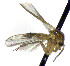  (Phronia subforcipata - TSZD-JKJ-112517)  @11 [ ] by-nc-sa (2022) Unspecified Forest Resarch Institute