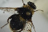  ( - NORSY539)  @11 [ ] CreativeCommons - Attribution Non-Commercial Share-Alike (2015) Arnstein Staverlokk Norwegian Institute of Nature Research
