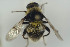  ( - NORSY443)  @11 [ ] CreativeCommons - Attribution Non-Commercial Share-Alike (2015) Arnstein Staverlokk Norwegian Institute of Nature Research
